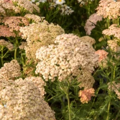 Schafgarbe Lachsschönheit - Zartrosa Blüten den ganzen Sommer