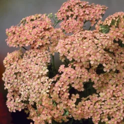 Schafgarbe Lachsschönheit - Zartrosa Blüten den ganzen Sommer