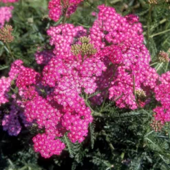 Schafgarbe Mily Rock - Rosa Blüten den ganzen Sommer