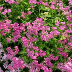 Schafgarbe Mily Rock - Rosa Blüten den ganzen Sommer