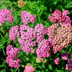 Schafgarbe Mily Rock - Rosa Blüten den ganzen Sommer