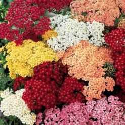 Schafgarben Mischung (x3) - Bunte Blüten den ganzen Sommer