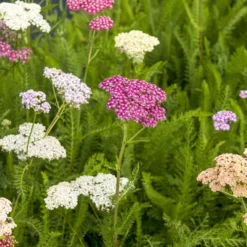 Schafgarben Summer Pastels - Sommerfarben ganz einfach