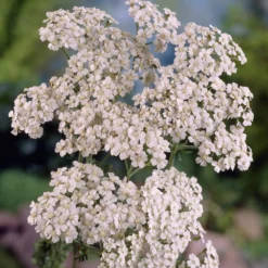 Schafgarbe Schneetaler - Weiße Blüten den ganzen Sommer