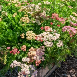 Schafgarbe 'Summer Pastels' F2 Mischung - Pastellblüten den ganzen Sommer