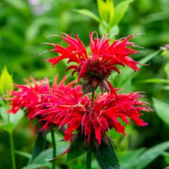 Scharlach-Indianernessel - Rote Blüten für echte Bienen