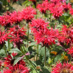 Scharlach-Indianernessel - Rote Blüten für echte Bienen