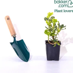 Schattengrün Variegata - Grün, wo nichts wachsen will