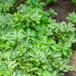 Schattengrün Variegata - Grün, wo nichts wachsen will