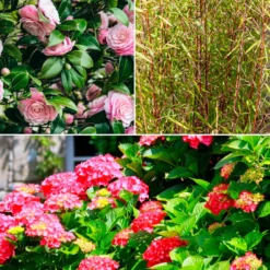 Schatten-Sträucher-Kollektion Hortensie, Kamelie, Bambus (x3) - Elegante Auswahl für Gärten
