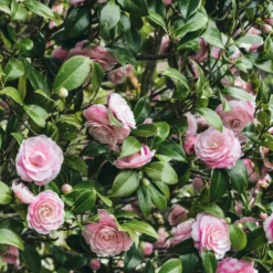 Schatten-Sträucher-Kollektion Hortensie, Kamelie, Bambus (x3) - Elegante Auswahl für Gärten
