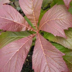 Schaublatt Rotlaub - Rotlaub für den Halbschatten
