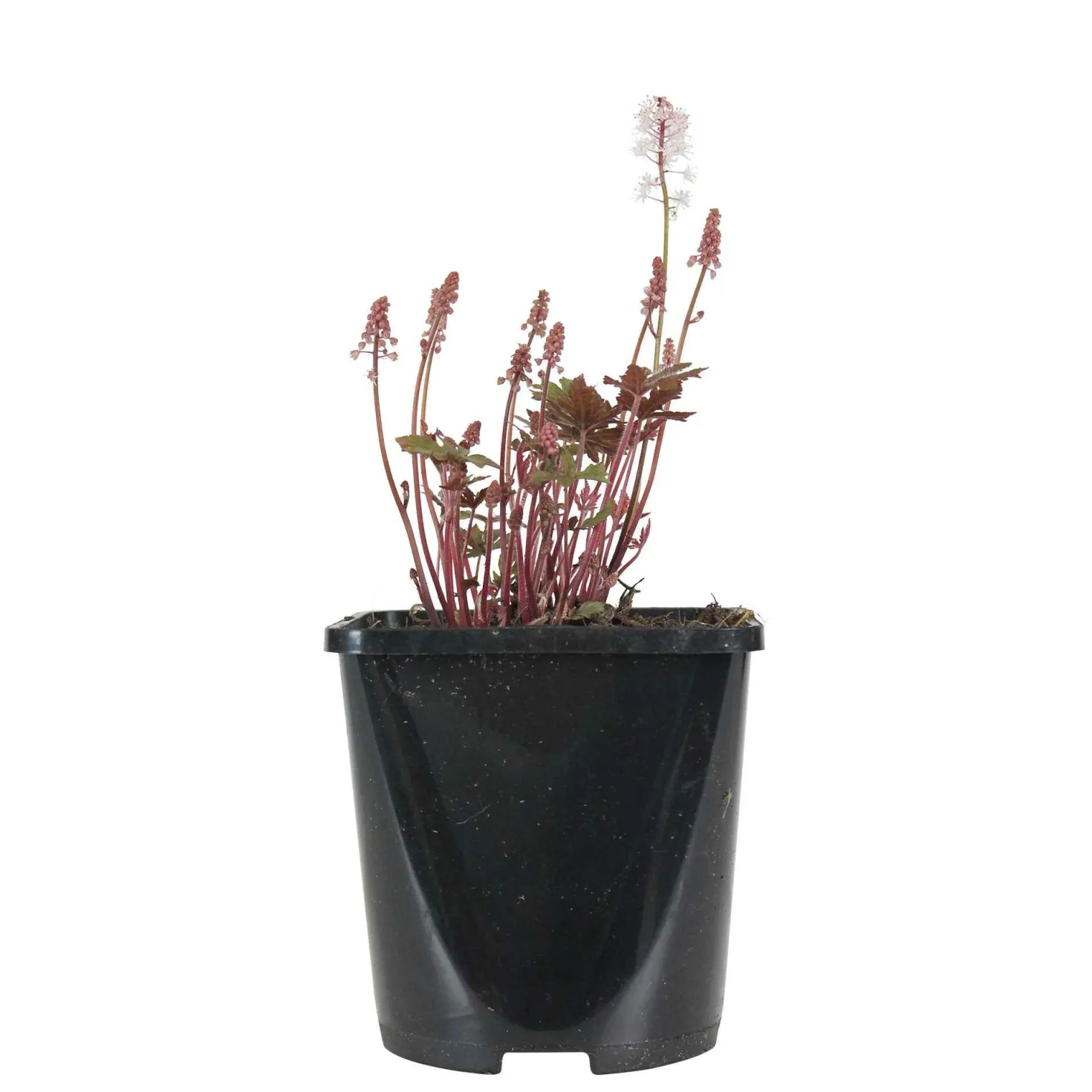 Schaumblüte 'Pink Skyrocket' - Filigrane Blüten im Halbschatten