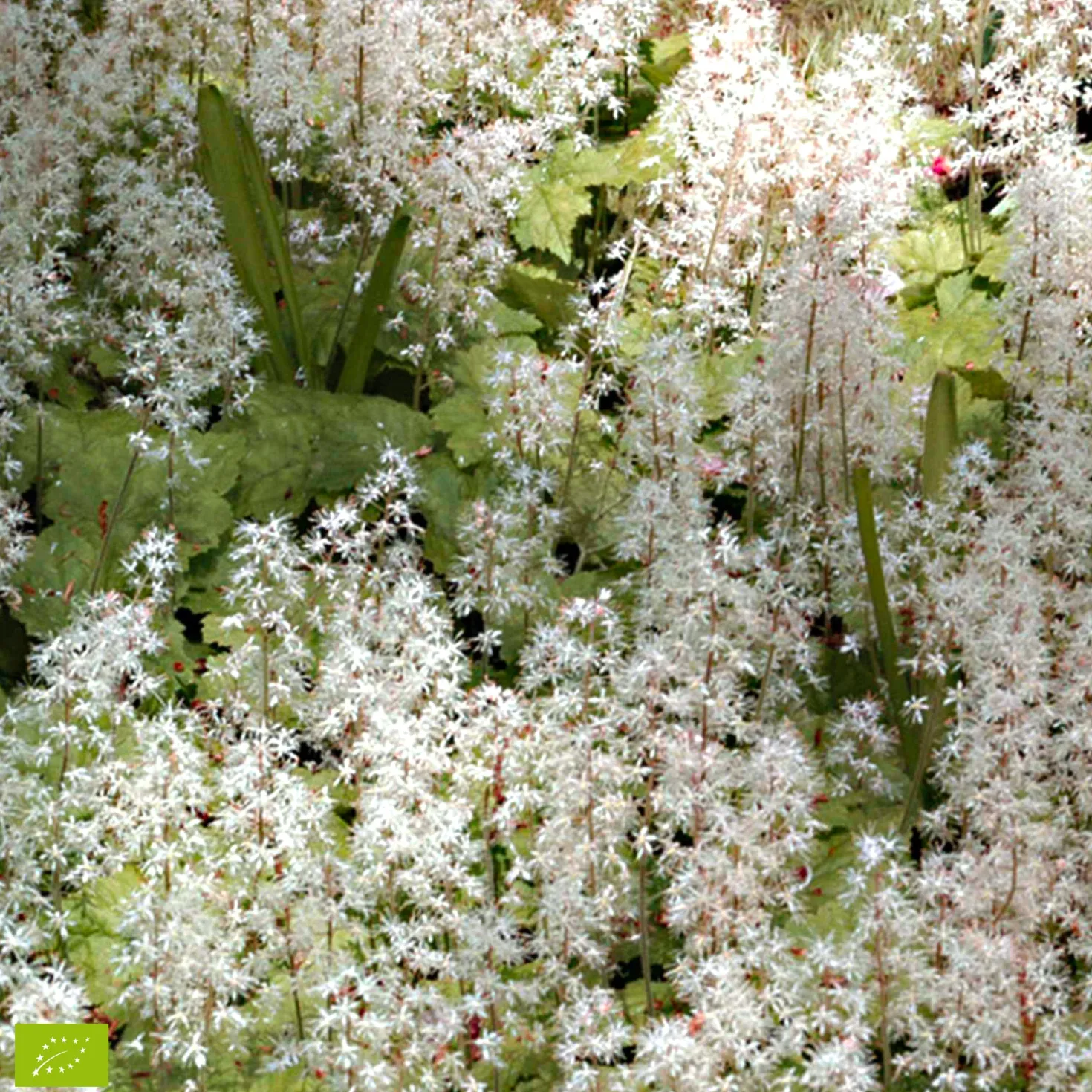 Schaumblüte 'Pink Skyrocket' - Filigrane Blüten im Halbschatten