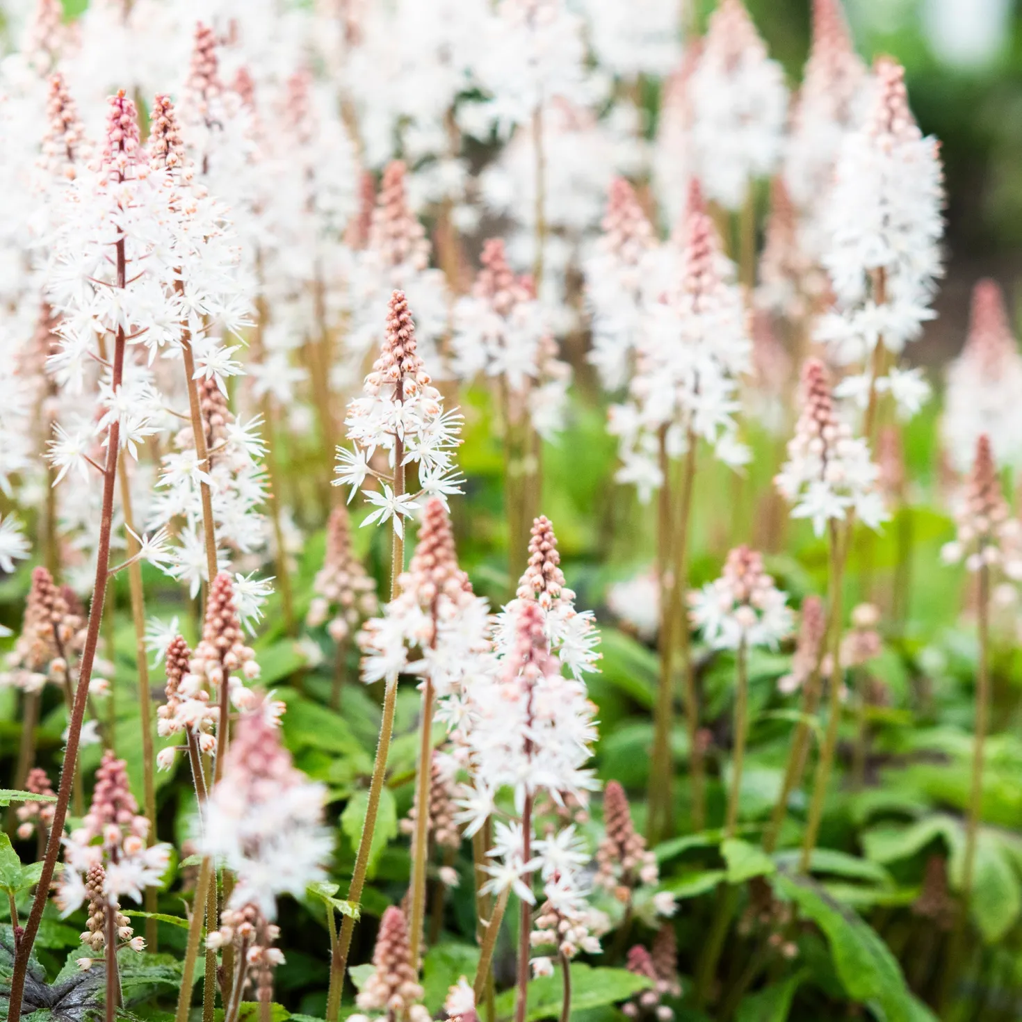 Schaumblüte 'Pink Skyrocket' - Filigrane Blüten im Halbschatten