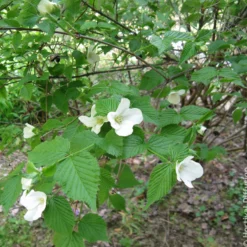Scheinkerrie - Weiße Blüten ohne Aufwand