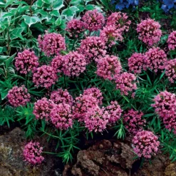 Scheinwaldmeister - Rosa Blütenteppich im Nu