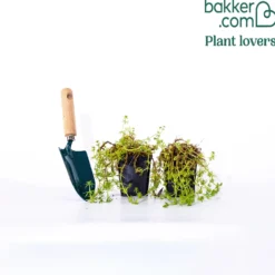 Scheinwaldmeister - Rosa Blütenteppich im Nu