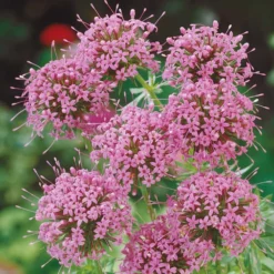 Scheinwaldmeister - Rosa Blütenteppich im Nu