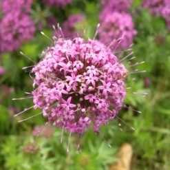 Scheinwaldmeister - Rosa Blütenteppich im Nu