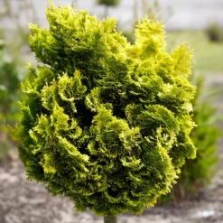 Scheinzypresse Hinoki Aurora - Goldgelb das ganze Jahr