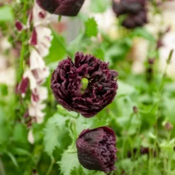 Schlafmohn Black Peony - Tiefschwarze Blütenpracht