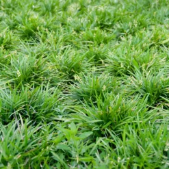 Schlangenbart - Grüner Teppich im Schatten