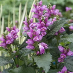Schlangenkopf ‘Alba’ - Späte Blüte, echter Hingucker