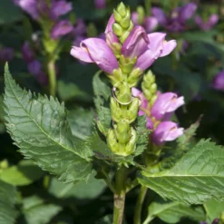 Schlangenkopf ‘Alba’ - Späte Blüte, echter Hingucker