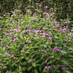 Schlangenkopf ‘Alba’ - Späte Blüte, echter Hingucker