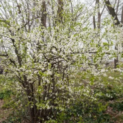 Schlehe - Weiße Blüten, blaue Früchte