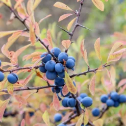 Schlehe - Weiße Blüten, blaue Früchte