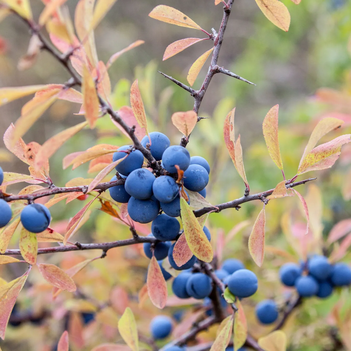 Schlehe - Weiße Blüten, blaue Früchte