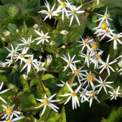 Schleieraster 'Silver Spray' - Wolke aus Sternenblüten