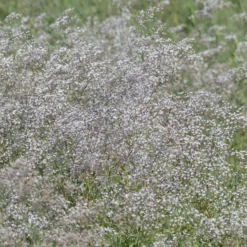 Schleierkraut 'Liebesnelke' - Weiße Blütenwolke im Garten