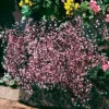 Schleierkraut rosa (x3) - Zarte Blütenwolke im Garten