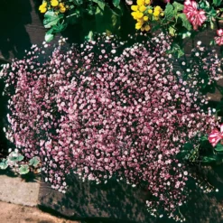 Schleierkraut rosa (x3) - Zarte Blütenwolke im Garten