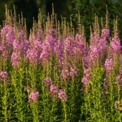 Schmalblättriges Weidenröschen - Rosa Blütenmeer für Bienen
