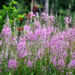 Schmalblättriges Weidenröschen - Rosa Blütenmeer für Bienen