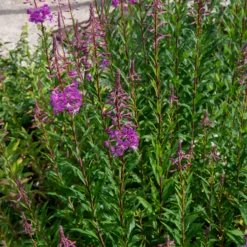 Schmalblättriges Weidenröschen - Rosa Blütenmeer für Bienen