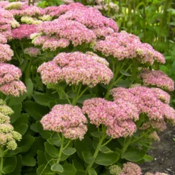 Schmalblättriges Weidenröschen - Rosa Blütenmeer für Bienen