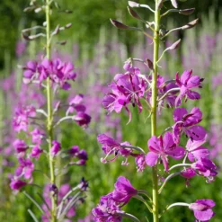Schmalblättriges Weidenröschen - Rosa Blütenmeer für Bienen