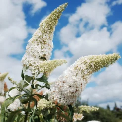 Schmetterlingsflieder Buddleja 'White Profusion' - Weiße Blüten voller Leben