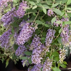 Schmetterlingsflieder Dreaming Lavender - Ein Fest für Schmetterlinge