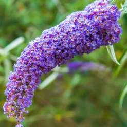Schmetterlingsflieder Dreaming Lavender - Ein Fest für Schmetterlinge