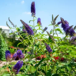 Schmetterlingsflieder - Ein Magnet für Schmetterlinge