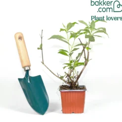 Schmetterlingsflieder 'Gulliver' - Ein Magnet für Schmetterlinge