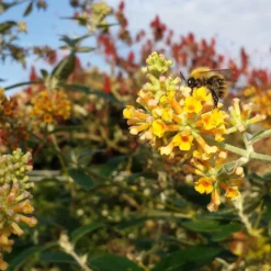 Schmetterlingsflieder Sungold - Goldene Blüten voller Falter