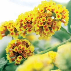 Schmetterlingsflieder Sungold - Goldene Blüten voller Falter