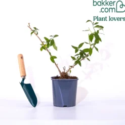 Schmetterlingsflieder Sungold - Goldene Blüten voller Falter